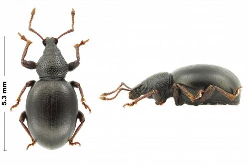 Otiorhynchus sp.
